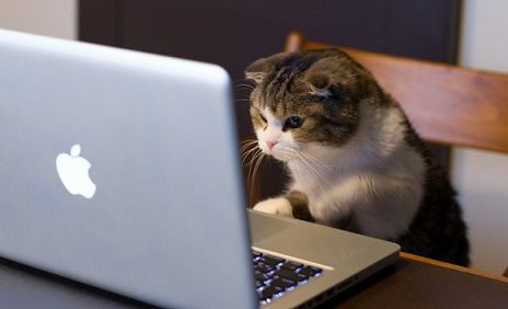 Kitty Cat working hard on the computer providing IT Support